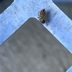 Maratus scutulatus (A jumping spider) at Canyonleigh, NSW - 8 Oct 2025 by blacksheep