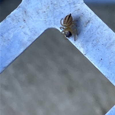 Maratus scutulatus (A jumping spider) at Canyonleigh, NSW - 8 Oct 2025 by blacksheep