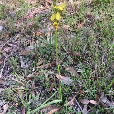 Diuris sulphurea (Tiger Orchid) at Canyonleigh, NSW - 7 Oct 2025 by blacksheep