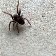 Unverified Spider at Canyonleigh, NSW - 6 Oct 2025 by blacksheep