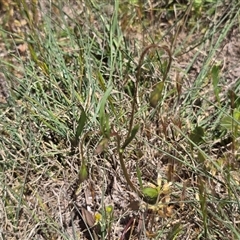 Goodenia pinnatifida (Scrambled Eggs) at Farrer, ACT - 14 Oct 2025 by Mike