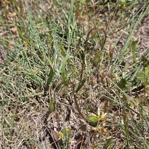 Goodenia hederacea at Farrer, ACT - Today by Mike