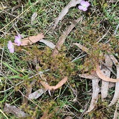 Drosera (genus) at Canyonleigh, NSW - 6 Oct 2025 by blacksheep