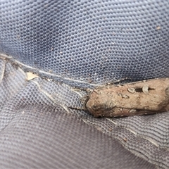 Agrotis infusa (Bogong Moth, Common Cutworm) at Cook, ACT - 14 Oct 2025 by RangerGregor