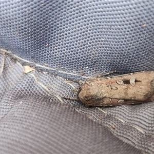 Unverified Moth (Lepidoptera) at Cook, ACT - Today by RangerGregor