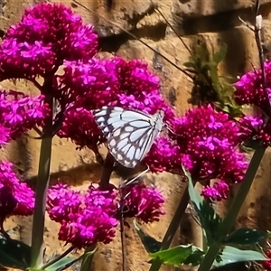Belenois java at Isaacs, ACT - Today by Mike