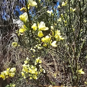 Cytisus scoparius subsp. scoparius at Isaacs, ACT - Today by Mike