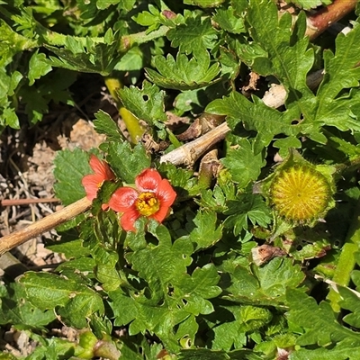 Modiola caroliniana (Red-flowered Mallow) at Isaacs, ACT - 14 Oct 2025 by Mike