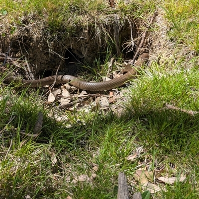 Pseudonaja textilis (Eastern Brown Snake) at Macquarie, ACT - 14 Oct 2025 by TonyAshton