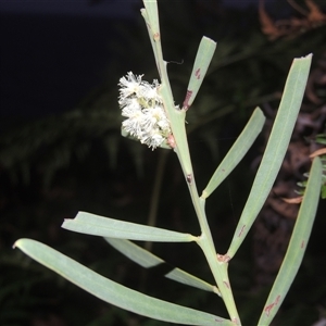 Unverified Other Shrub at Pretty Beach, NSW - 8 Jun 2014 by MichaelBedingfield