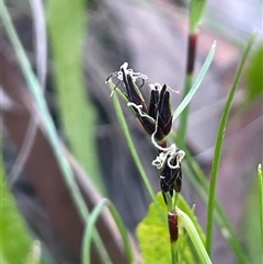 Schoenus apogon (Common Bog Sedge) at Bundanoon, NSW - 11 Oct 2025 by JaneR