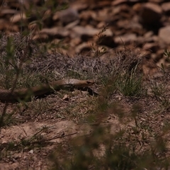 Pseudonaja textilis (Eastern Brown Snake) at Googong, NSW - 14 Oct 2025 by PeteRav