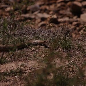 Pseudonaja textilis at Googong, NSW - Today by PeteRav