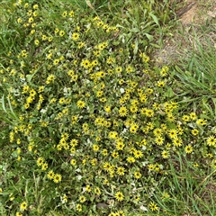 Arctotheca calendula (Capeweed, Cape Dandelion) at Kaleen, ACT - 12 Oct 2025 by Hejor1