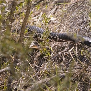 Pseudechis porphyriacus (Red-bellied Black Snake) at Googong, NSW - 14 Oct 2025 by PeteRav
