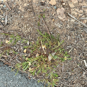 Polygonum sp. at Kaleen, ACT - 12 Oct 2025 by Hejor1