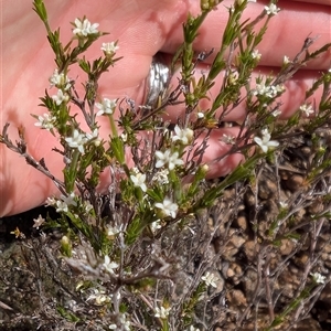 Asperula ambleia at Greenway, ACT - 7 Oct 2025 by mainsprite
