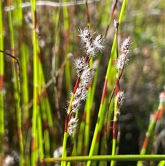 Baloskion fimbriatum at Bundanoon, NSW - 11 Oct 2025 by JaneR