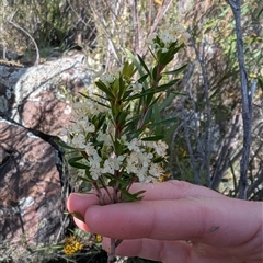 Micrantheum hexandrum (Box Micrantheum) at Greenway, ACT - 7 Oct 2025 by mainsprite
