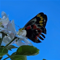 Delias harpalyce (Imperial Jezebel) at Braidwood, NSW - 14 Oct 2025 by MatthewFrawley