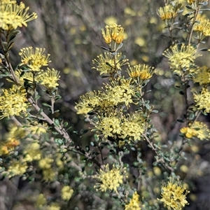 Unverified Other Shrub at Greenway, ACT - 7 Oct 2025 by mainsprite