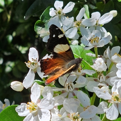 Vanessa itea (Yellow Admiral) at Braidwood, NSW - 14 Oct 2025 by MatthewFrawley
