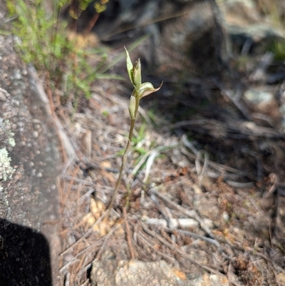 Oligochaetochilus hamatus (Southern Hooked Rustyhood) at Greenway, ACT - 7 Oct 2025 by mainsprite