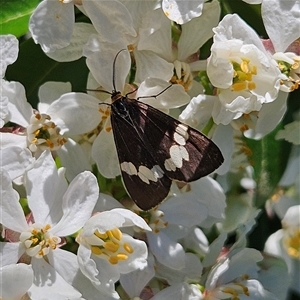 Nyctemera amicus (Senecio Moth, Magpie Moth, Cineraria Moth) at Braidwood, NSW - Today by MatthewFrawley