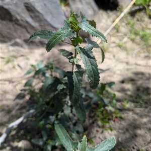 Unverified Other Shrub at Greenway, ACT - 7 Oct 2025 by mainsprite
