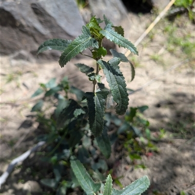 Pavonia hastata (Spearleaf Swampmallow) at Greenway, ACT - 7 Oct 2025 by mainsprite