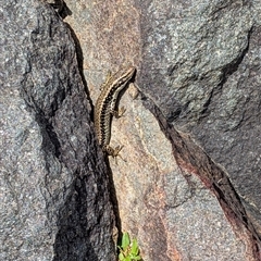 Eulamprus heatwolei (Yellow-bellied Water Skink) at Greenway, ACT - 7 Oct 2025 by mainsprite