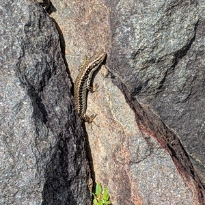 Eulamprus heatwolei (Yellow-bellied Water Skink) at Greenway, ACT - 7 Oct 2025 by mainsprite