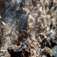 Unverified Spider at Watson, ACT - 13 Oct 2025 by sbittinger