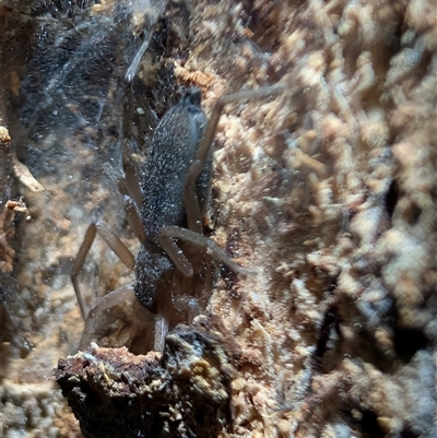 Unverified Spider at Watson, ACT - 13 Oct 2025 by sbittinger