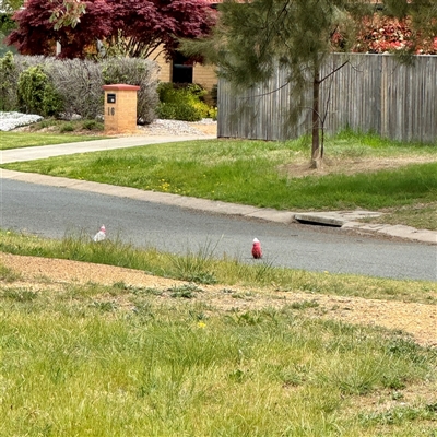 Eolophus roseicapilla (Galah) at Kaleen, ACT - 12 Oct 2025 by Hejor1
