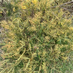 Acacia cultriformis (Knife Leaf Wattle) at Kaleen, ACT - 12 Oct 2025 by Hejor1