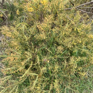 Acacia boormanii at Kaleen, ACT - 12 Oct 2025 by Hejor1