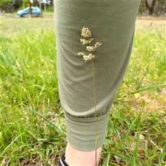 Poa pratensis (Kentucky Bluegrass) at Kaleen, ACT - 12 Oct 2025 by Hejor1
