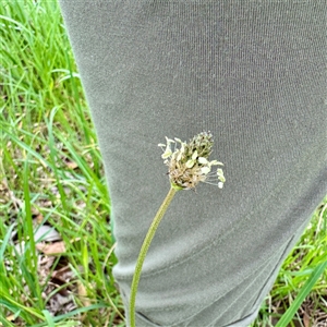 Plantago sp. at Kaleen, ACT - 12 Oct 2025 by Hejor1