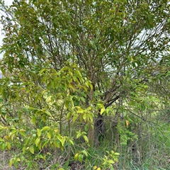 Ligustrum lucidum (Large-leaved Privet) at Kaleen, ACT - 12 Oct 2025 by Hejor1