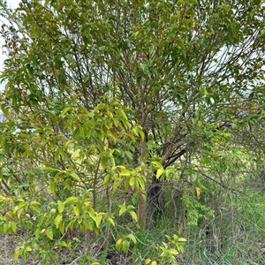 Ligustrum sp. at Kaleen, ACT - 12 Oct 2025 by Hejor1
