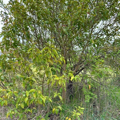 Ligustrum lucidum (Large-leaved Privet) at Kaleen, ACT - 12 Oct 2025 by Hejor1