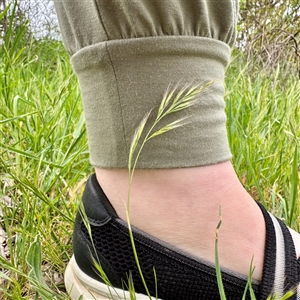 Festuca (genus) at Kaleen, ACT - 12 Oct 2025 by Hejor1