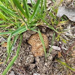 Scleroderma sp. (Scleroderma) at Kaleen, ACT - 12 Oct 2025 by Hejor1