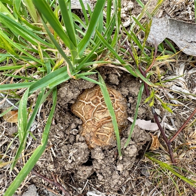 Scleroderma sp. (Scleroderma) at Kaleen, ACT - 12 Oct 2025 by Hejor1