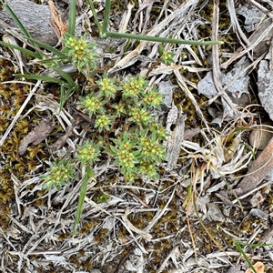 Paronychia brasiliana at Kaleen, ACT - 12 Oct 2025 by Hejor1