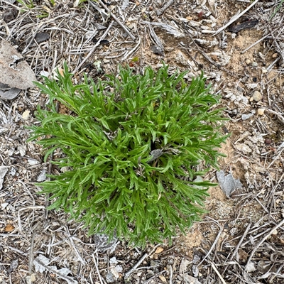 Vittadinia muelleri (Narrow-leafed New Holland Daisy) at Kaleen, ACT - 12 Oct 2025 by Hejor1