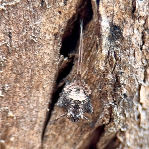 Platybrachys sp. (genus) at Kaleen, ACT - 12 Oct 2025 by Hejor1