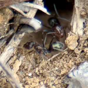 Iridomyrmex sp. (genus) at Kaleen, ACT - 12 Oct 2025 by Hejor1
