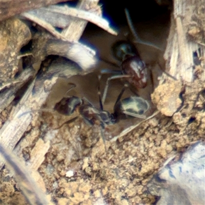 Iridomyrmex sp. (genus) (Ant) at Kaleen, ACT - 12 Oct 2025 by Hejor1